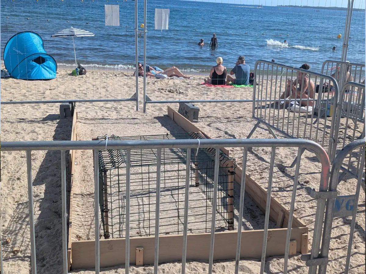 Naissance de tortues caouannes sur la Côte d’Azur : un événement rare et protégé