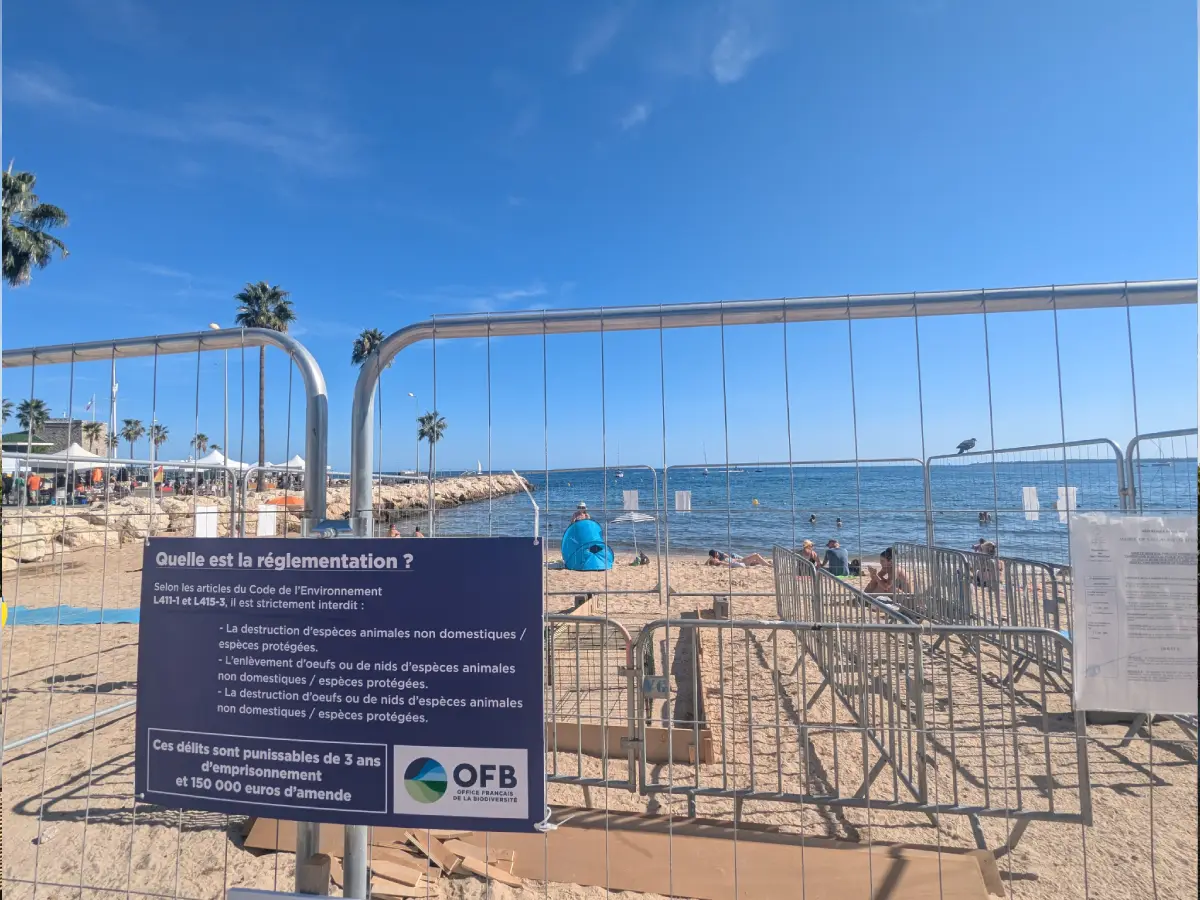 Naissance de tortues caouannes sur la Côte d’Azur : un événement rare et protégé