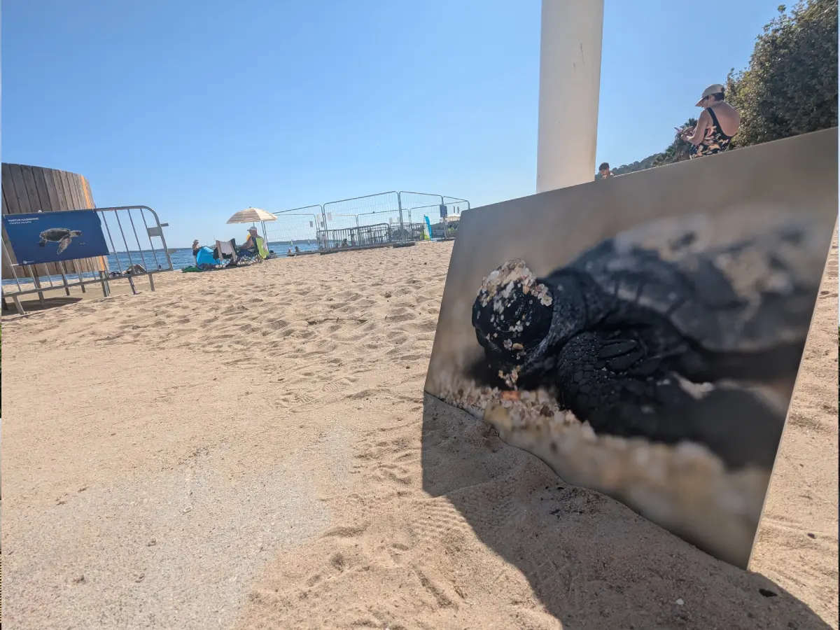 Naissance de tortues caouannes sur la Côte d’Azur : un événement rare et protégé