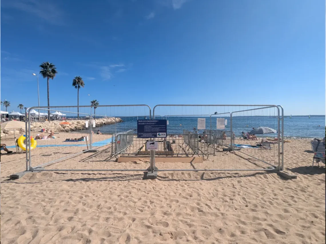 Naissance de tortues caouannes sur la Côte d’Azur : un événement rare et protégé