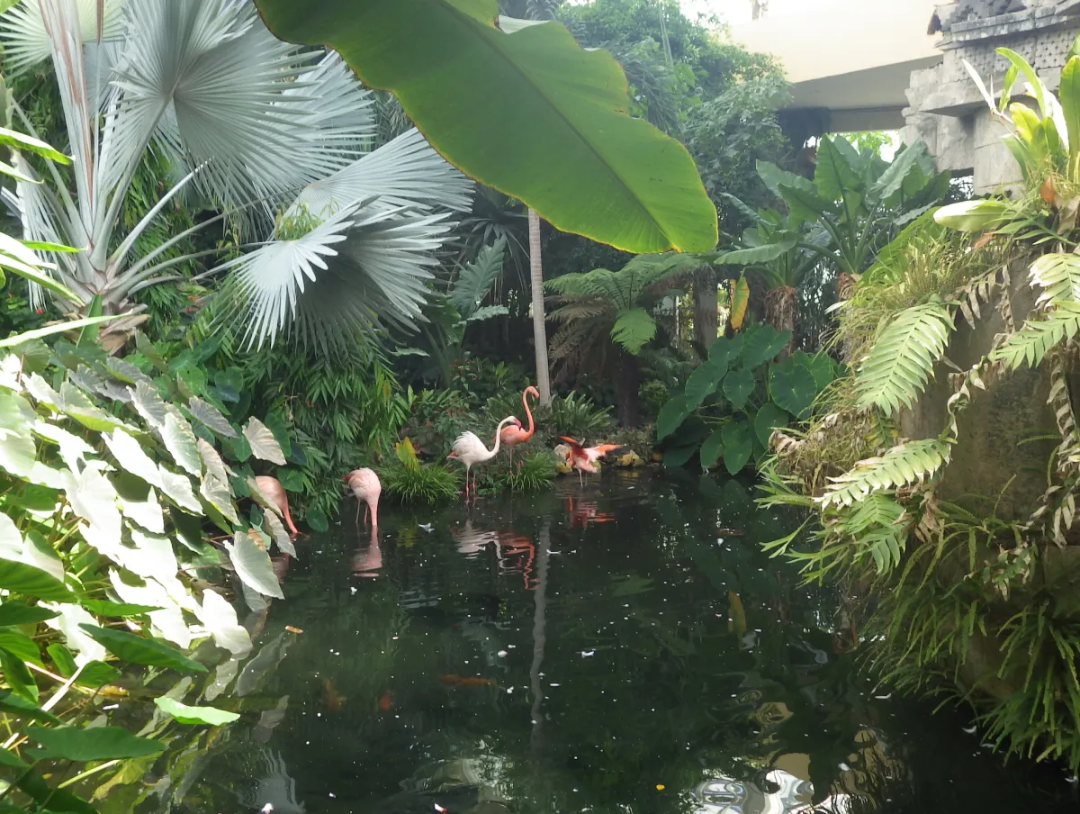 Flamand rose Parc Phoenix Cote Azur