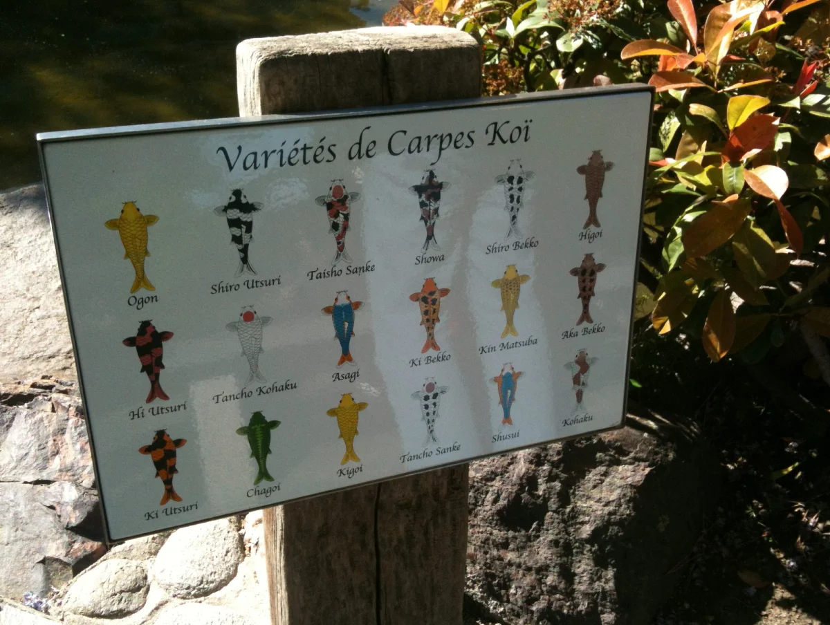 Jardin Japonais de Monaco - Carpes