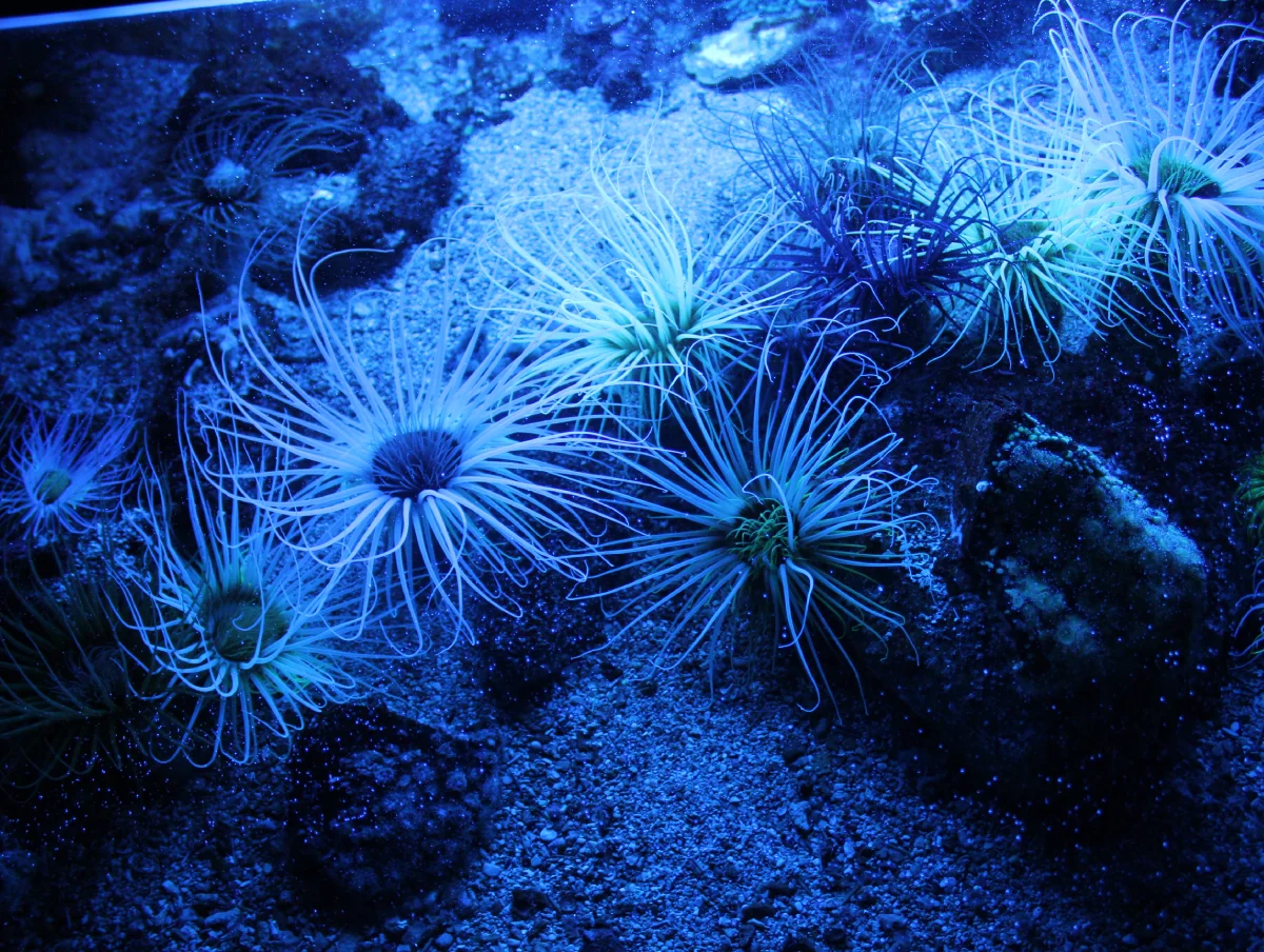 Musée océanographique de Monaco