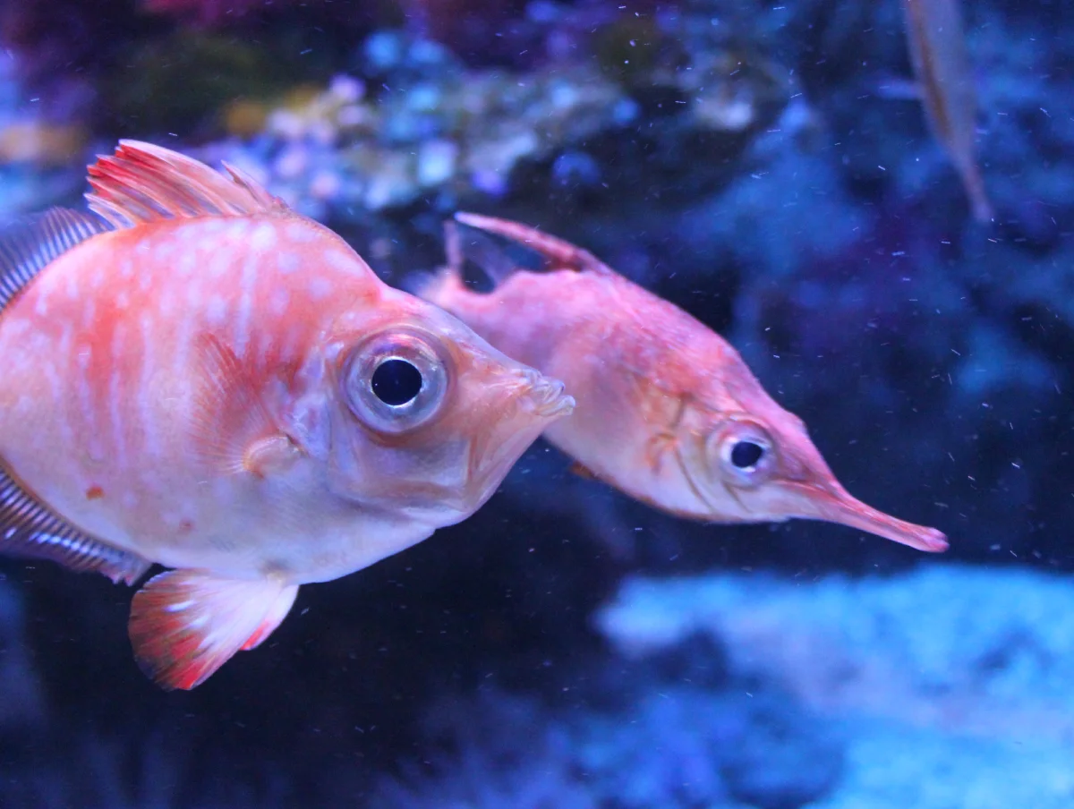 Poissons Musée océanographique de Monaco