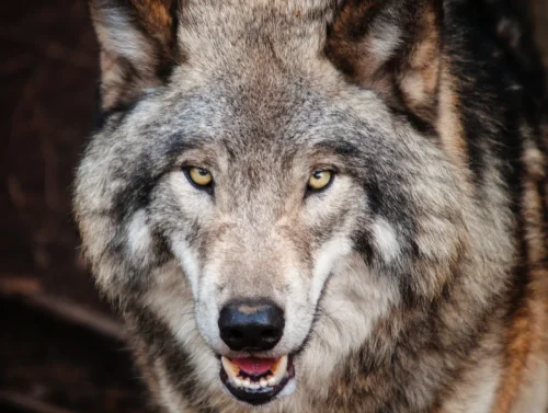 Parc Alpha Loups 06 Cote Azur