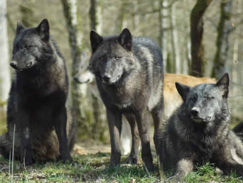 Parc Alpha Loups 06 Cote Azur