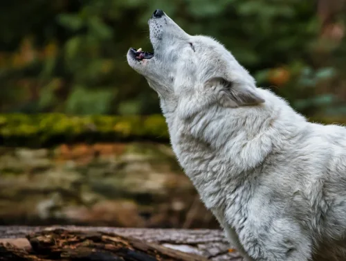 Parc Alpha Loups 06 Cote Azur