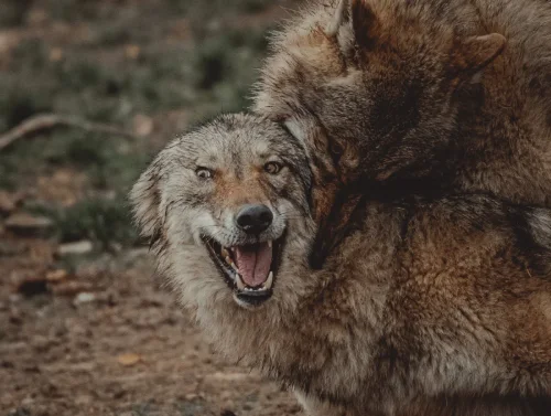 Parc Alpha Loups 06 Cote Azur