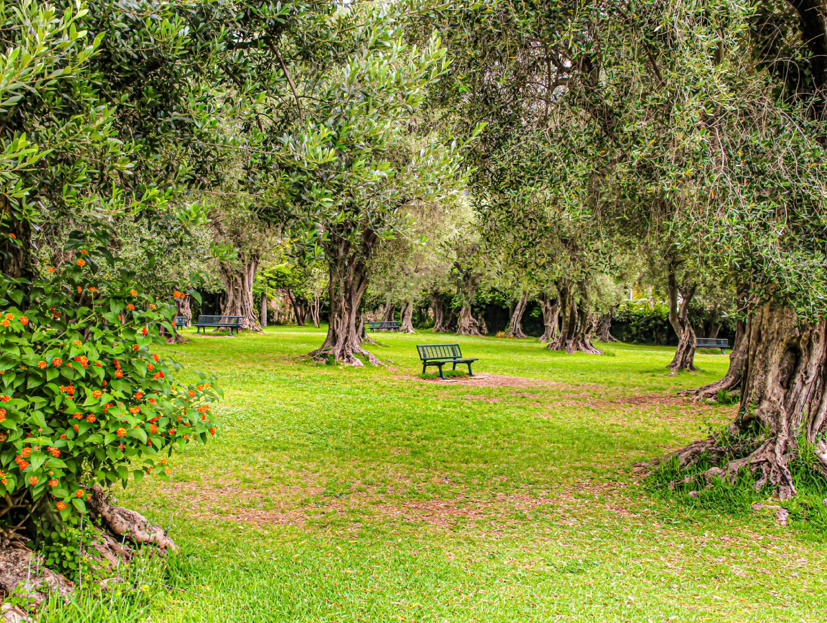 Jardin de l'Olivaie à Beaulieu sur Mer © Simon Tripnaux