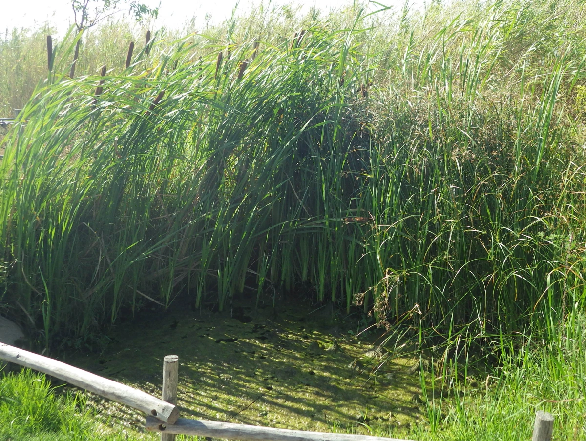 Jardins MIP mouans Sartoux