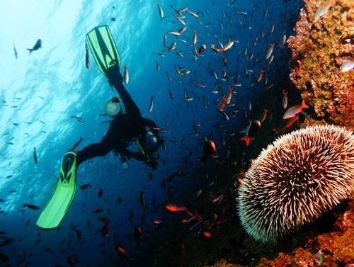 Plongée en Méditerranée Mandelieu Cote Azur