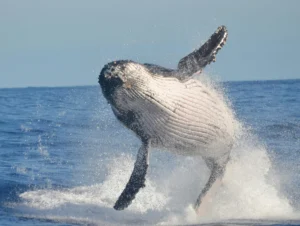 Observer les baleines sur la Côte d’Azur