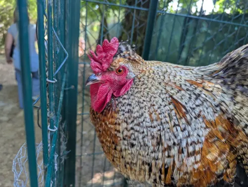 Parc animalier Saint Cézaire Terre de Soleil