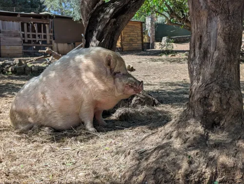 Ferme pédagogique Côte d'Azur