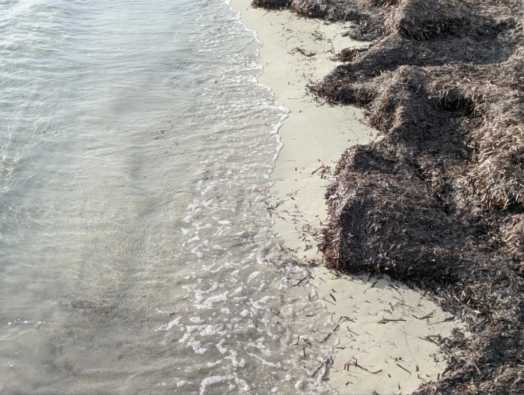Plage Cannes Algue et sable